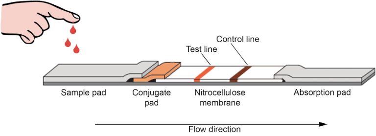 Lateral Flow Test Pads: Components and Functions