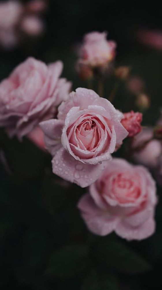 Aesthetic Iphone Flower Wallpapers