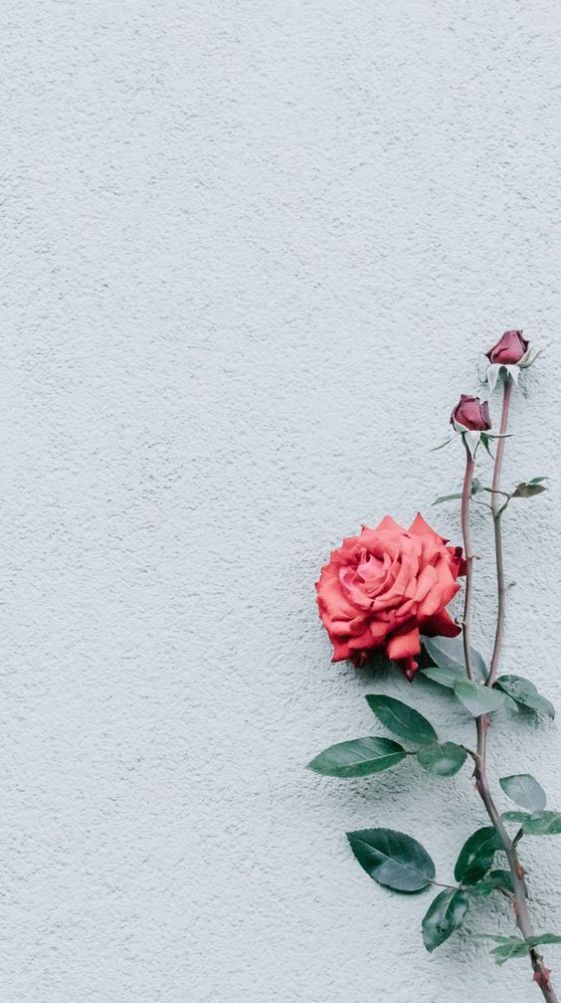 Aesthetic Flower Wallpapers For iPhone