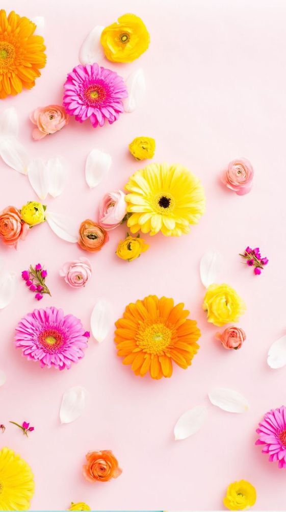 Aesthetic Flower Wallpapers For IPhone HD